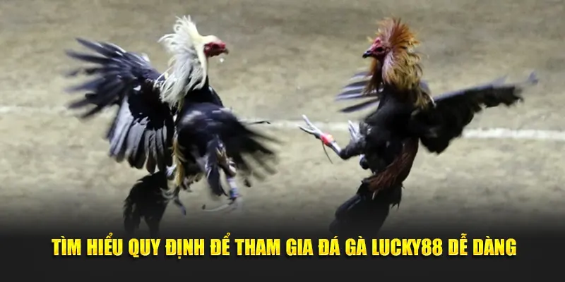 Tìm hiểu quy định để tham gia đá gà Lucky88 dễ dàng